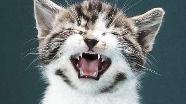 cat-9_e
