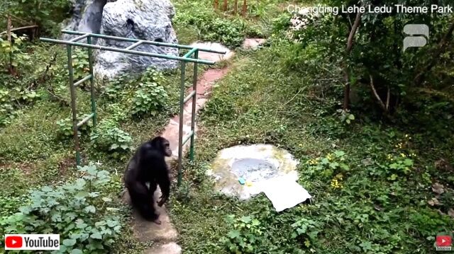 cleverchimp1_640