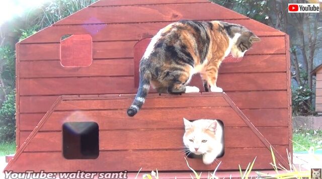 catshouse2_640