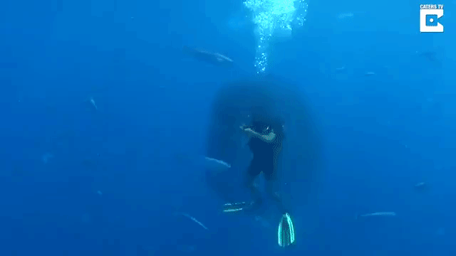 fishsurrounddiver
