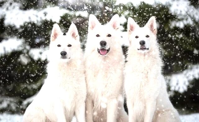 これぞヴァルハラの白きオオカミ！雪と遊ぶ純白のスイスシェパードたち