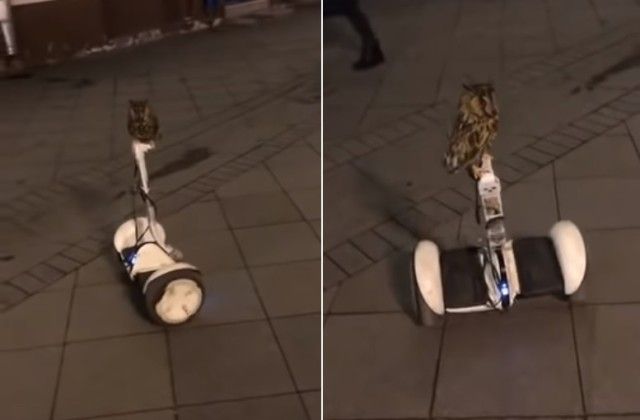 segwayowl2_e