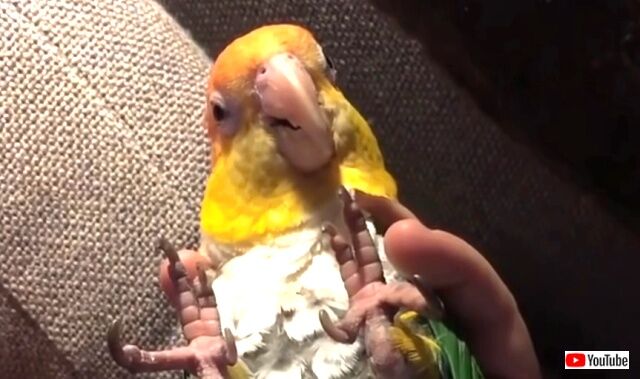 turtlethebird3_640