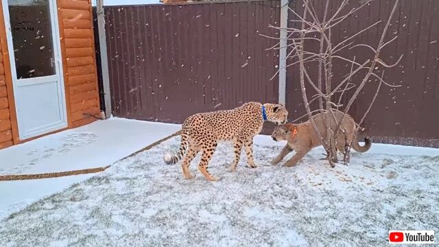 snowpuma2_640