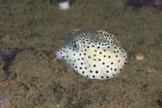 pufferfish11_e