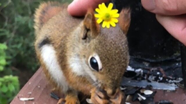 窓辺にやってきたリスにそっとお花を リスの頭にお花をのせてなでなでするやさしい世界 マランダー 窓辺にやってきたリスにそっとお花を リスの頭にお花をのせてなでなでするやさしい世界 マランダー