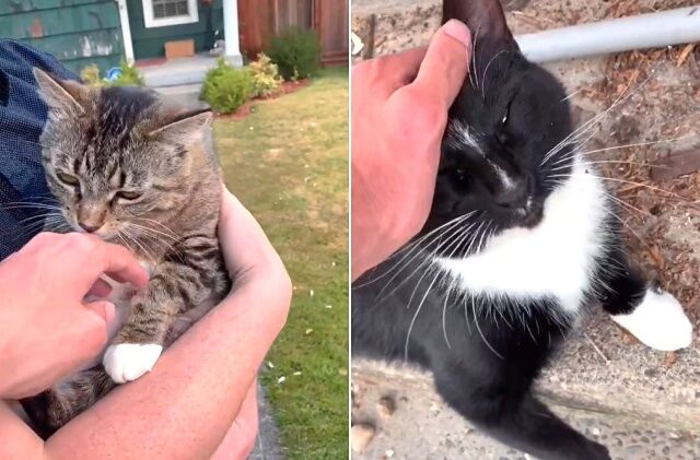 catwhisperer1._640
