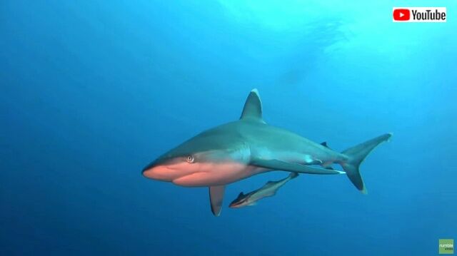 largeshark1_640