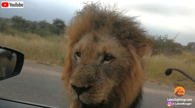 lions4_640