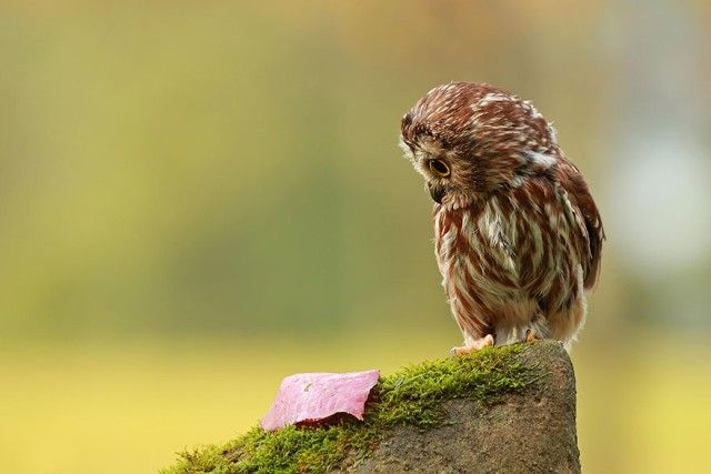 owl-photography-25__880_e