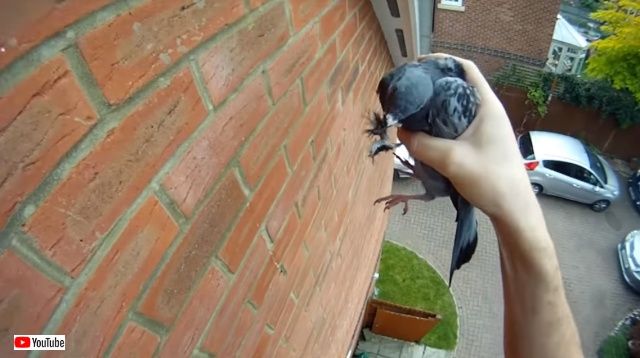 pigeonrescue0_640