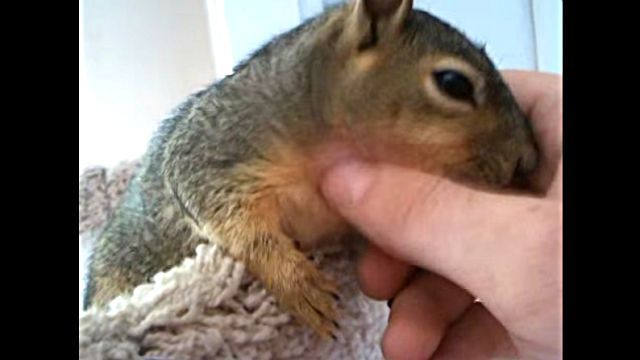 squirrel3