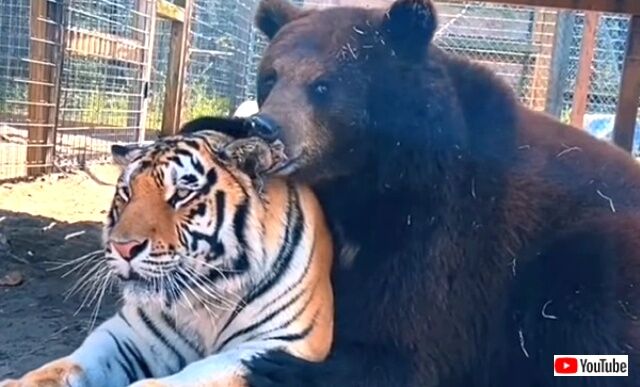 bearntiger0_640