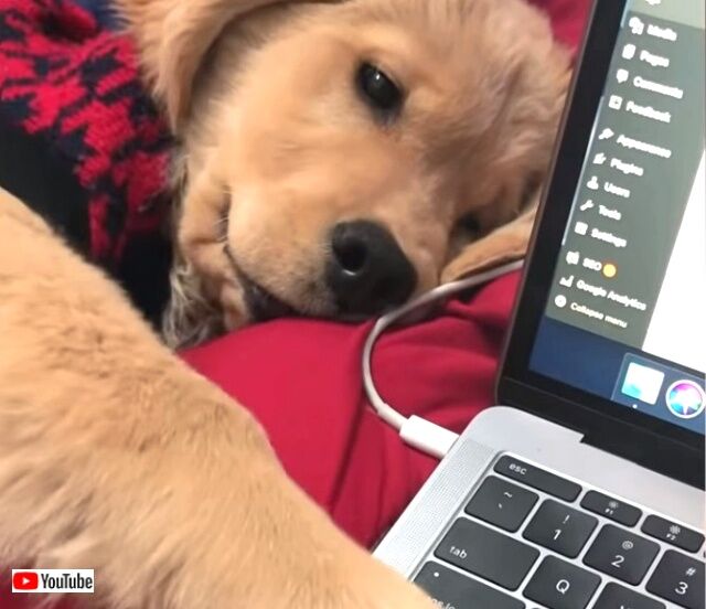 ourdomesticworld3_640