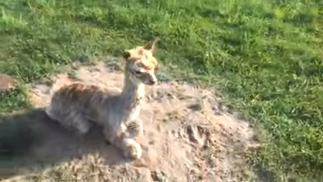 alpacababy4