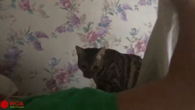 catsmorningcall8_e