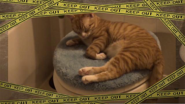 catowner-f [www-frame