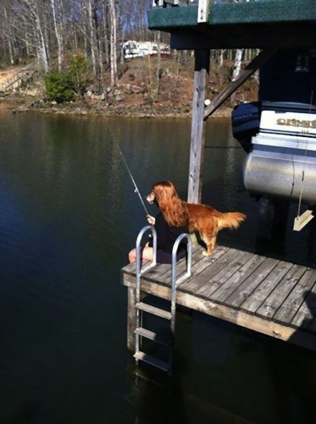 perfectly-timed-photos-dogs-16_e