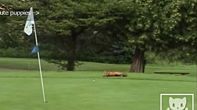 golfballfox1