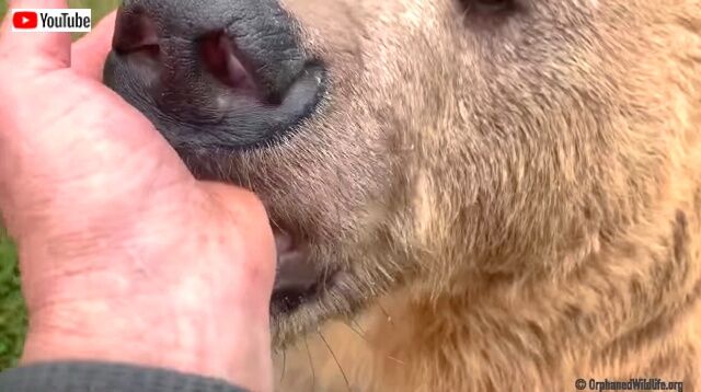 bearpurr4_640