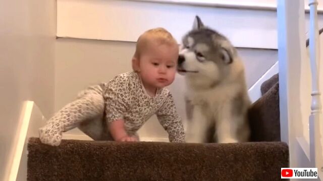 一歩一歩しっかり上ろう！マラミュートの子犬と赤ちゃんの階段トレーニング風景