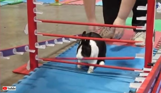 fluffyfailsfurrywins3_640