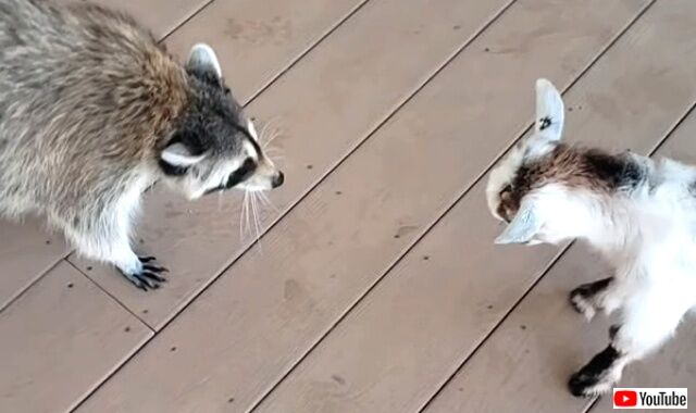raccoonandgoat2_640
