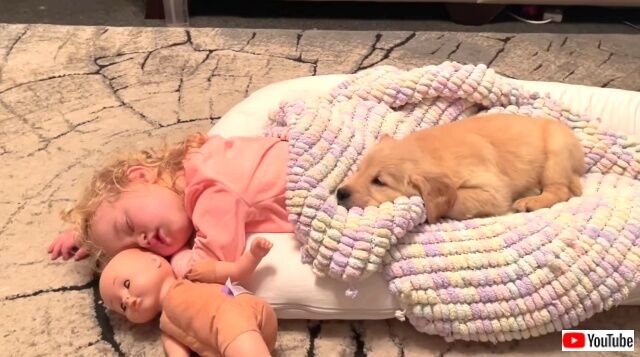 goldenpuppy7_640