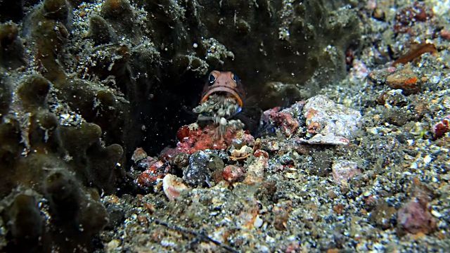 jawfish4