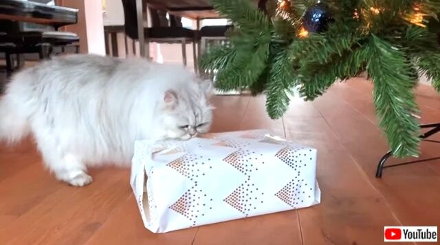 catsconquerxmaspres2_640