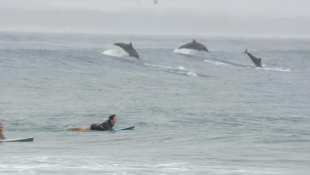 dolphinsnsurfers4_e