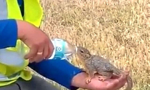 squirrel0_640