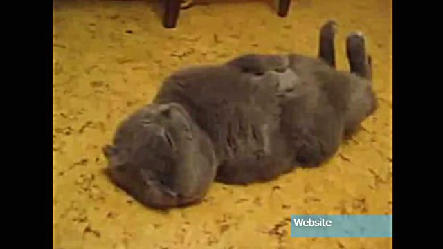 sleepingcat12