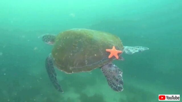 starfish3_640