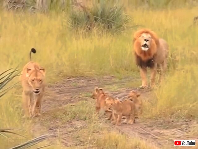 roaaar1_640