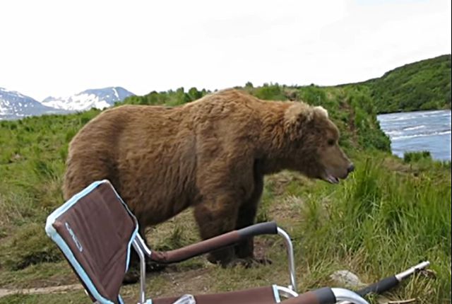 bearinalaska2