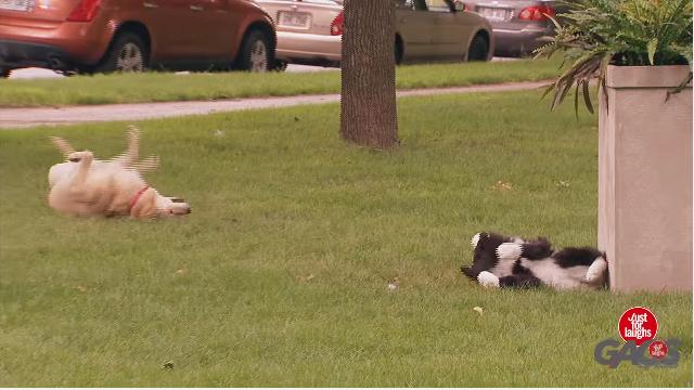 net]