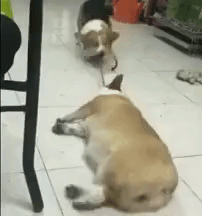 corgislazyfriend
