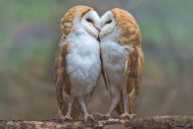 Owls (1)_e