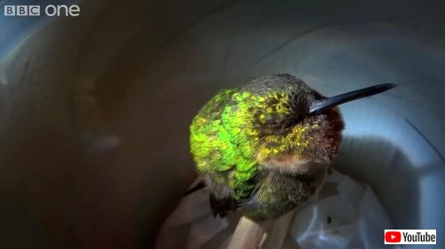 hummingbird2_640