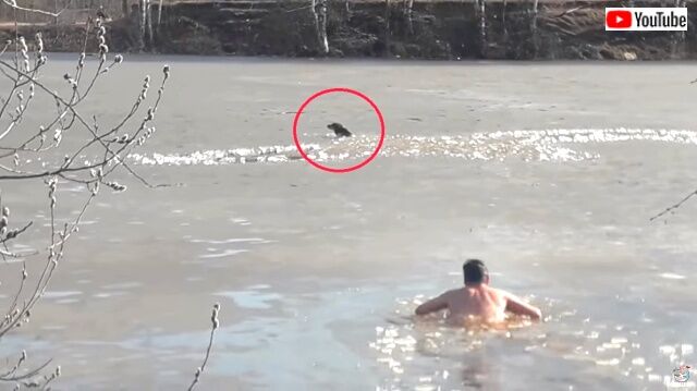 助けに来てくれと頼んだ覚えはないし！凍った川に墜落した犬、飼い主が救出しに行くも自力で脱出