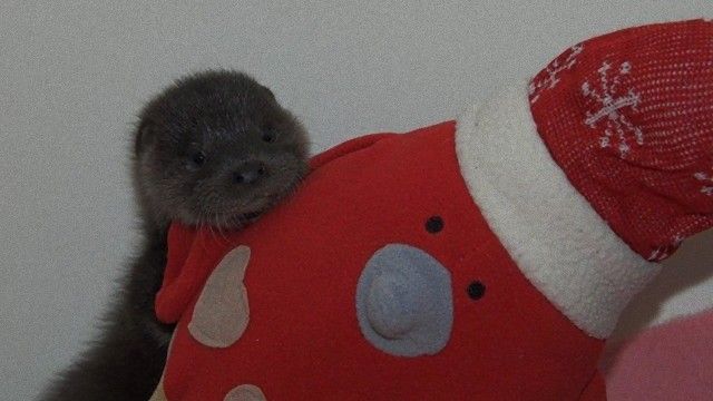 otter-5_e