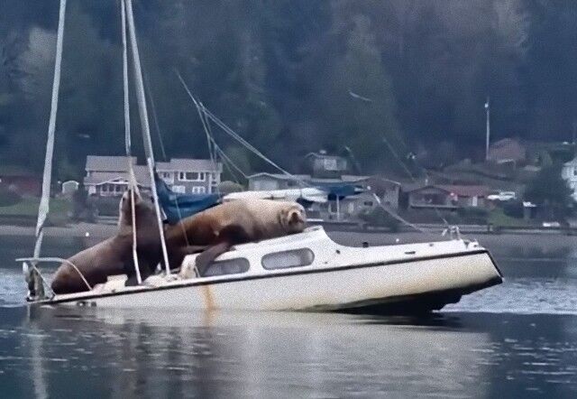 sealionsnboats1_e