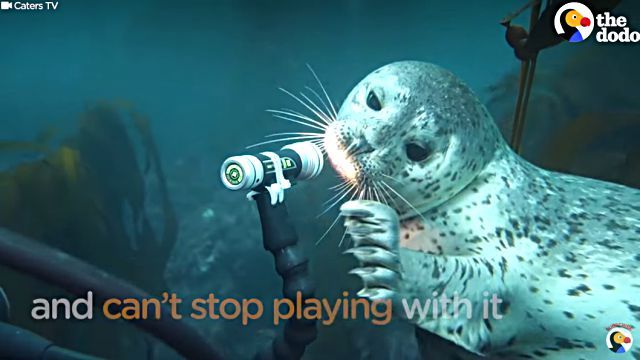 playingseal0