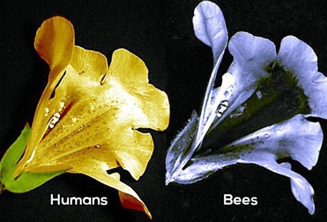 whatanimalsees2