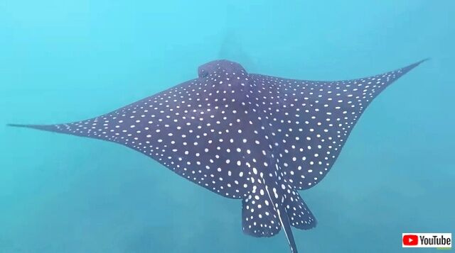 spottedeaglestingray3_640