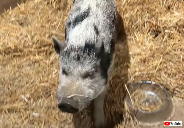 pig5_640