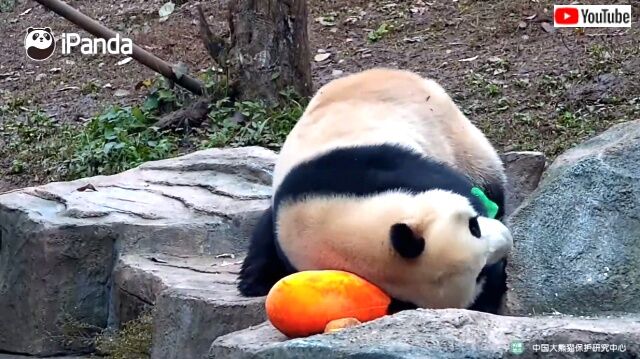 pandalovescarrot5_640