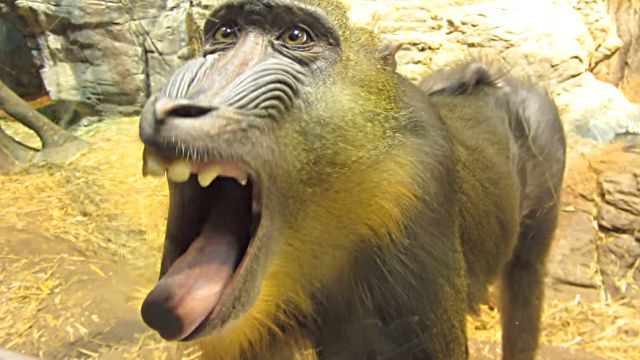 Mandrill4