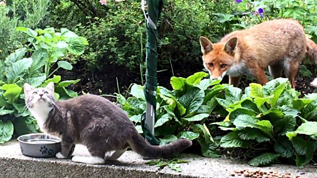 luvlyfoxncat3
